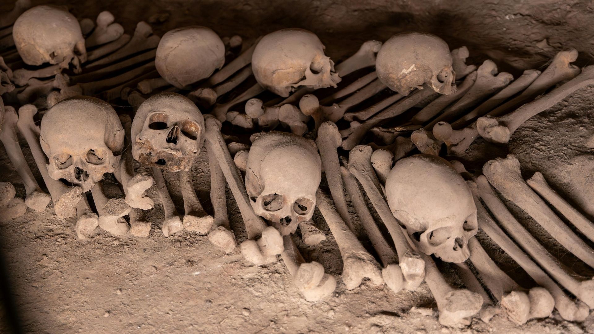 materiał osteologiczny, kości czaszki i kości długie